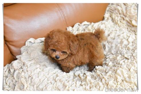 成約済の長崎県のタイニープードル-185567の7枚目